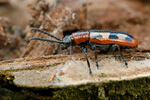 Spargelhähnchen Crioceris asparagi