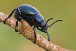 Tatzenkäfer Timarcha tenebricosa