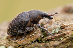 Rüsselkäfer Larinus turbinatus