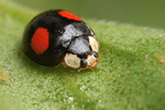 Asiatischer Marienkäfer Harmonia axyridis