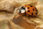 Asiatischer Marienkäfer Harmonia axyridis