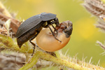 Schwarzer Schneckenjäger Phosphuga atrata