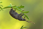 Rüsselkäfer Otiorhynchus sulcatus