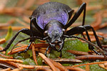 Blauvioletter Waldlaufkäfer Carabus problematicus