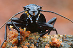 Blauvioletter Waldlaufkäfer Carabus problematicus