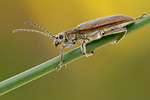 Schilfkäfer Donacia vulgaris