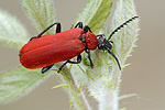 Scharlachroter Feuerkäfer Pyrochroa coccinea