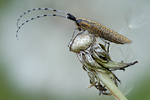 Distelbock Agapanthia villosoviridescens