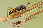 Gemeiner Widderbock Clytus arietis