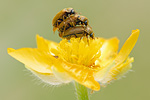 Himbeerkäfer Byturus tomentosus