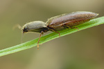 Schnellkäfer Athous haemorrhoidalis