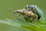 Grün-Rüssler Phyllobius pomaceus