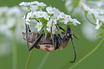 Gefleckter Blütenbock Pachytodes cerambyciformis 