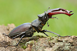 Hirschkäfer Lucanus cervus