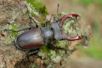 Hirschkäfer Lucanus 