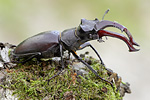 Hirschkäfer Lucanus cervus