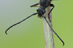 Schwarzspitziger Halsbock Corymbia fulva