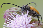 Schwarzspitziger Halsbock Corymbia fulva