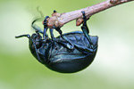 Tatzenkäfer Timarcha tenebricosa