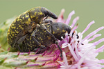 Rüsselkäfer Larinus turbinatus