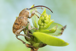 Eichelbohrer Curculio glandium