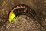 Glühwürmchen Lampyris noctiluca