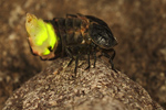 Glühwürmchen Lampyris noctiluca