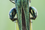 Grüner Scheinbockkäfer Oedemera nobilis