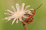 Rotgelber Weichkäfer Rhagonycha fulva