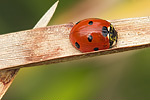 Siebenpunkt-Marienkäfer Coccinella septempunctata