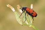 Vierpunktiger Ölkäfer Mylabris quadripunctata