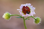 Siebenpunkt-Marienkäfer Coccinella septempunctata