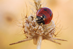 Siebenpunkt-Marienkäfer Coccinella septempunctata