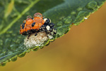 Siebenpunkt-Marienkäfer Coccinella septempunctata