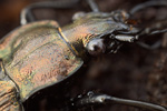 Körniger Laufkäfer Carabus granulatus