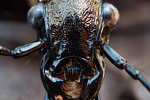 Körniger Laufkäfer Carabus granulatus