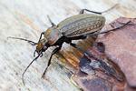 Körniger Laufkäfer Carabus granulatus