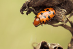 Blattkäfer Crioceris 12-punctata