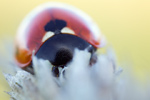 Siebenpunkt-Marienkäfer Coccinella septempunctata