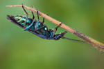 Grüner Scheinbockkäfer Oedemera nobilis