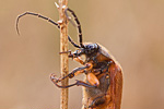 Scheinbockkäfer Oedemera podagrariae