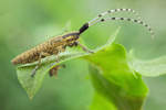 Distelbock Agapanthia villosoviridescens