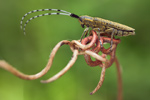 Distelbock Agapanthia villosoviridescens