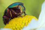 Gold-Rosenkäfer Cetonia aurata