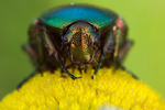 Gold-Rosenkäfer Cetonia aurata