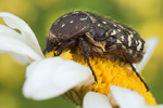 Trauer-Rosenkäfer Oxythyrea funesta