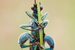 Grüner Scheinbockkäfer Oedemera nobilis