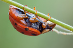 Asiatischer Marienkäfer Harmonia axyridis