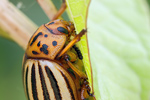 Kartoffelkäfer Leptinotarsa decemlineata