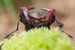 Hirschkäfer Lucanus cervus